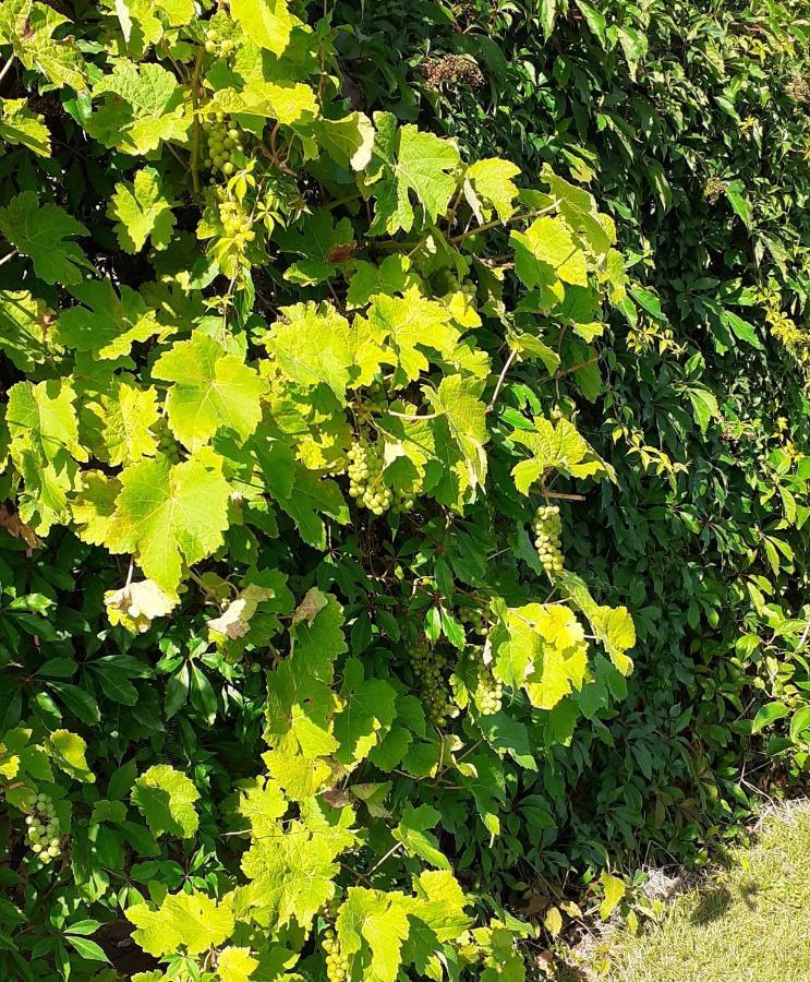 Haramara Pensionat Vester-Skerninge Exteriör bild